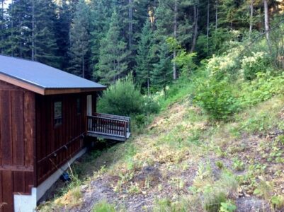 Living in Fire Country: Forest Thinning for Lumber, Increased Biodiversity and Fire Safety Image